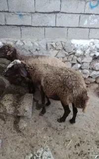 2عدد گوسفند جوان بوغاز برای نگه داشتن