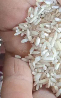 برنج دخل هاشمی
