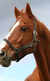 مربی سوارکاری.آقا(پرش)