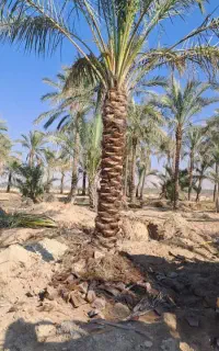 نخل