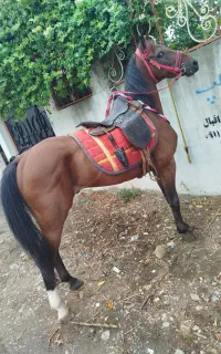 اسب ترکمن