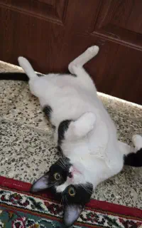 گربه