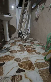 مرغ.خروس