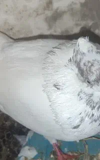 کبوتر پرشی ۸ ساعته