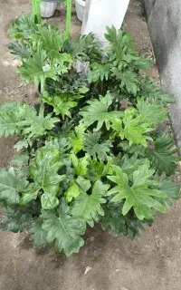 برگ انجیری فرپر برگ سایز بزرگ در فروشگاه خانه گلها