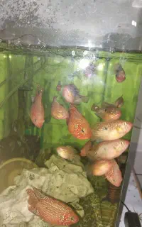 ماهی گوشت خوار