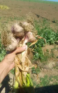 سیر درجه یک بدون زردی .وقارچ گرفتگی ۴ تن