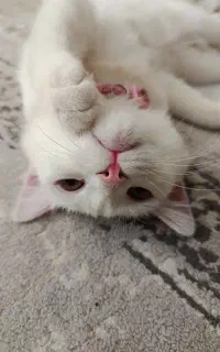 گربه