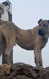 سگ سرابی اصیل