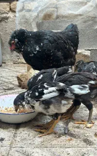 فروش جوجه