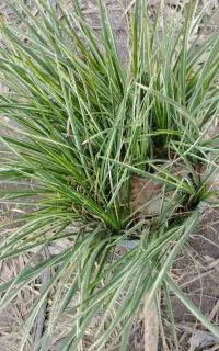 چمن ابلاغ