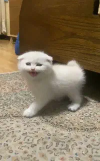 اسکاتیش بریتیش