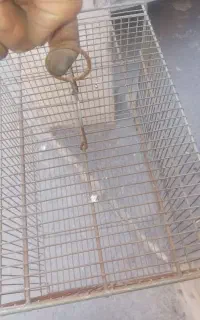 قفس پرنده