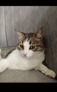 گربه نر رایگان