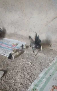 جوجه محلی