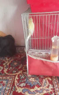 قناری ماده