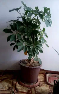 گل و گیاه