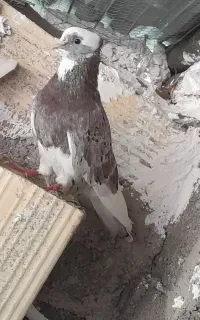 کبوتر