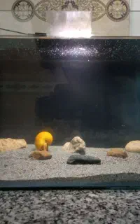 آکواریوم شیشه خم همراه با شن سنگ لارو فایتر حلزون