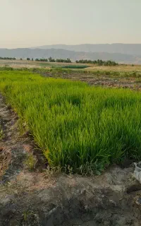 بذر فجر