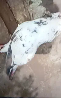 کفتر