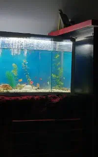 ماهی گوپی و انجل و..