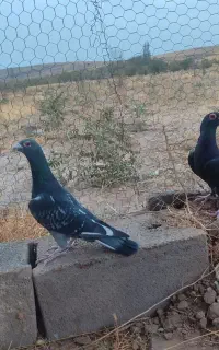 چند جفت نامه بر هفت رنگ