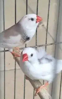 فنچ جفتی باقفس وتجهیزادت