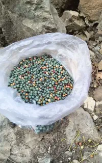 گونشک نرمه