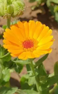 گیاهان دارویی طبیعی