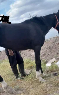 اسب مادیون مشکی
