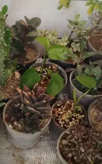 کاکتوس ساکولنت ۱۰تومن ۱۵تومن