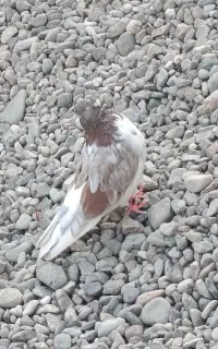 کبوتر