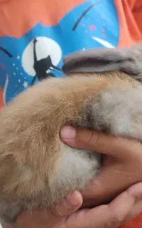 خرگوش کوچولو اهلی