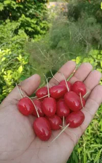 کاشت نهال میوه و درختچه و... با چک صیادی