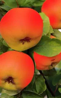 عرضه ارقام نهال پربار به