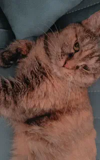 واگذاری گربه DLH