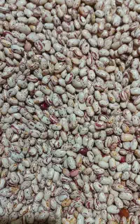 لوبیا چیتی امسال درجه یک