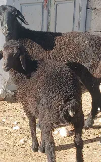فروش میش بره دار ماده خودش ابستن