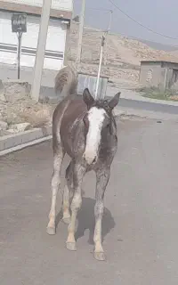 نریان 6ماهه