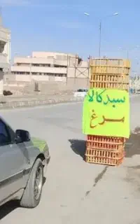 مرغ زنده سبدکالا داخل شهر