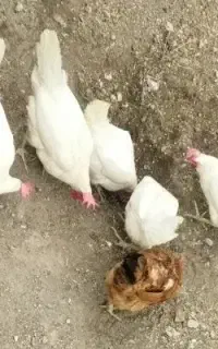 مرغ