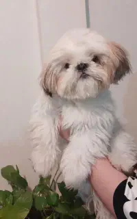 واگذاری سگ نژاد شیتزو سوپر فلت مینیاتوری جسه کوچک