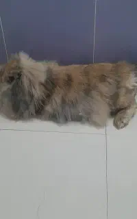 خرگوش لوپ ماده
