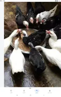 اردک خارجی