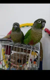 جفت گرینچیک نر و ماده