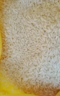 برنج خوش پخت کاشت