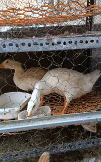 پرنده