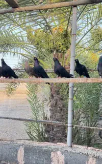 کبوتر