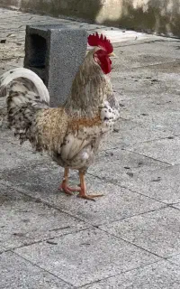 خروس و مرغ